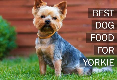 Top 5 Best Dog Foods For Yorkies [2021 Buyer’s Guide]