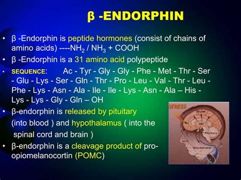 presentation on Endorphin hormone | PPT