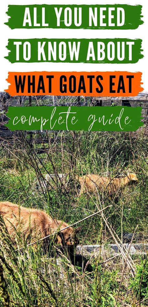 What Do Goats Eat? The Ultimate Guide To Feeding Your Goats | Feeding ...