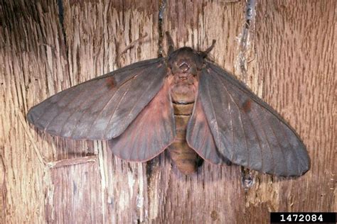 pine devil moth (Citheronia sepulcralis)