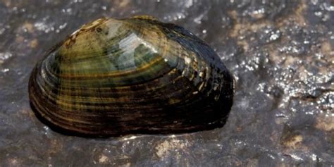 freshwater mussels edible - Google Search | Agua dulce, Moluscos