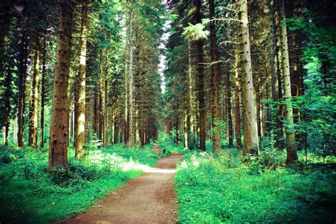 Hamsterley Forest, County Durham : britpics