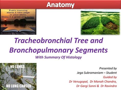 Anatomy of Tracheobronchial Tree and Bronchopulmonary Segments with summary of Histology | PPT