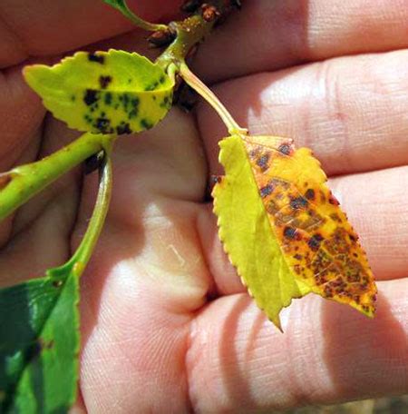 Cherry leaf spot: Get an early start on protection before the fungus gets started on infection ...