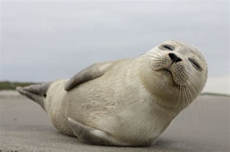 The Marine Mammal Center on Twitter: "#DidYouKnow harbor seals spend about half of their time on ...