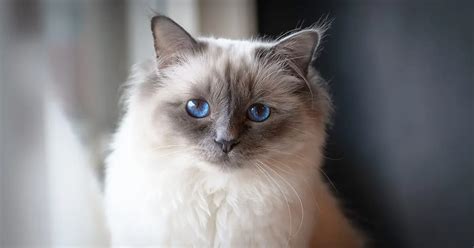 Birman Cat: Everything You Need To Know