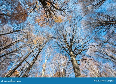 Colorful Treetops of a Beech Forest on a Blue Sky Background Stock Image - Image of branch, bole ...