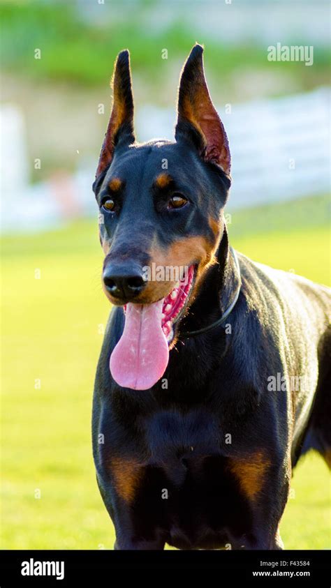 A young, beautiful, black and tan Doberman Pinscher standing on the ...