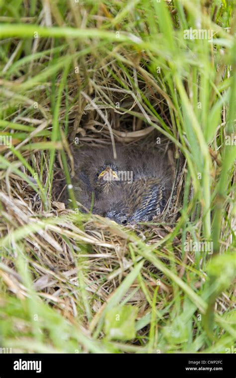 Meadow pipit nesting hi-res stock photography and images - Alamy