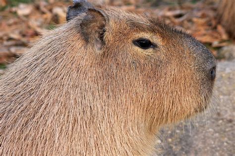 Capibara Knaagdier Dier Dieren In - Gratis foto op Pixabay