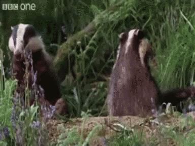 Badger Animated GIF