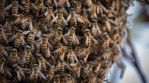 Killer bees stung a man 250 times in swarm attack, but he survived. How? | Live Science