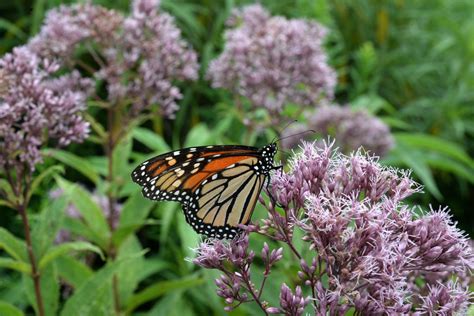 Celebrate Pollinator Week with Activities in the Adirondacks - - The ...