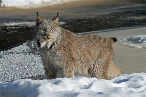 Canada Lynx in the Snow stock photo. Image of minnesota - 83728320