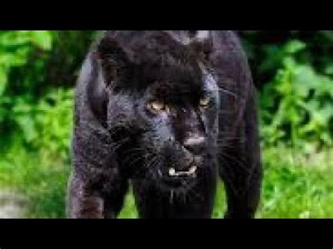 Big cat sightings UK - YouTube