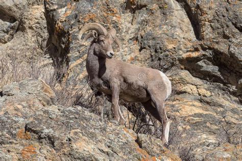 Wild Colorado Rocky Mountain Bighorn Sheep Stock Image - Image of horn, nature: 140605691