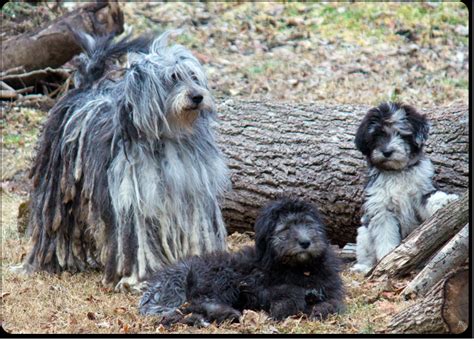 Bergamasco Shepherd Dog & Puppies