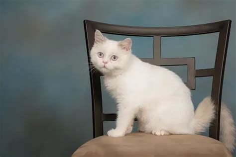 Minuet Cat: Breed Information and Personality