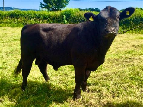 1 Pedigree Aberdeen Angus Breeding Bull | SellMyLivestock - The Online Livestock Marketplace