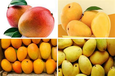 Types Of Mangoes In India: 15 Famous Mango Varieties In, 46% OFF