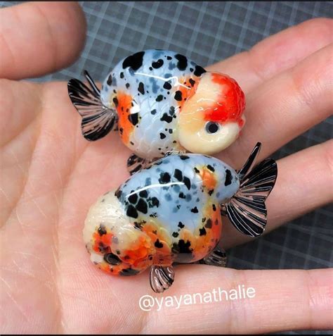 Ranchu Goldfish Oranda Goldfish, Goldfish Aquarium, Goldfish Art, Types ...