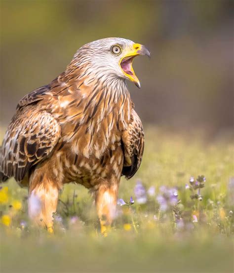 Red kite conservation | ZSL