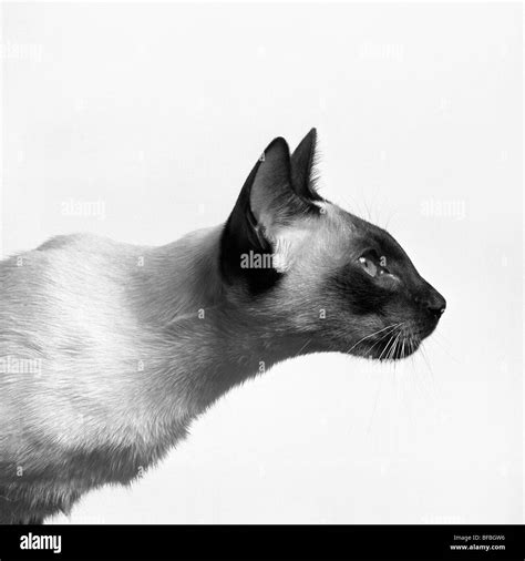 seal point siamese cat, head study in profile Stock Photo: 26684930 - Alamy