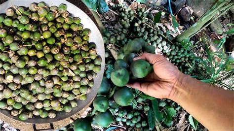 Harvesting Sugar Palm Fruit Traditional na Pagluluto ng Kaong - YouTube