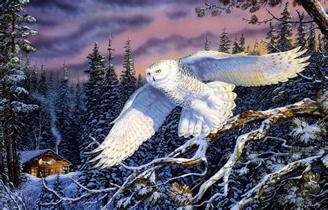 Download Animal Snowy Owl HD Wallpaper by Terry Doughty