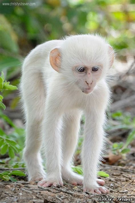 The Only White Monkey In The Whole World