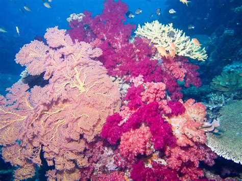 Fiji Taveuni Purple Wall - Kelly & Soft Coral-022661 | Flickr