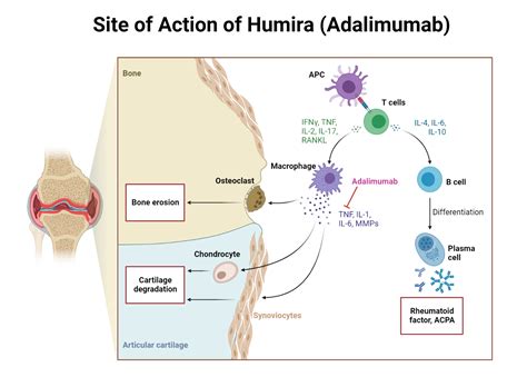 Humira Mechanism Of Action - My Endo Consult