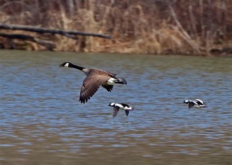 Dan Gomola Wildlife Photography | Spring Waterfowl Migration Wrap-up Part I