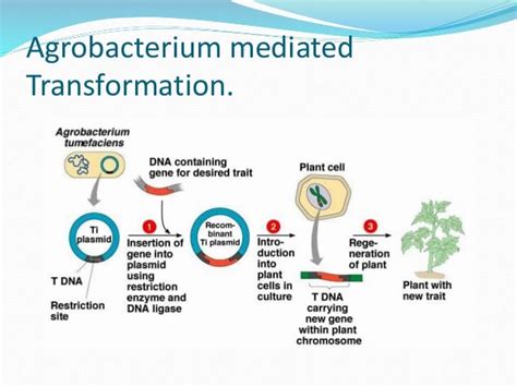 Agrobacterium mediated Transformation in rice