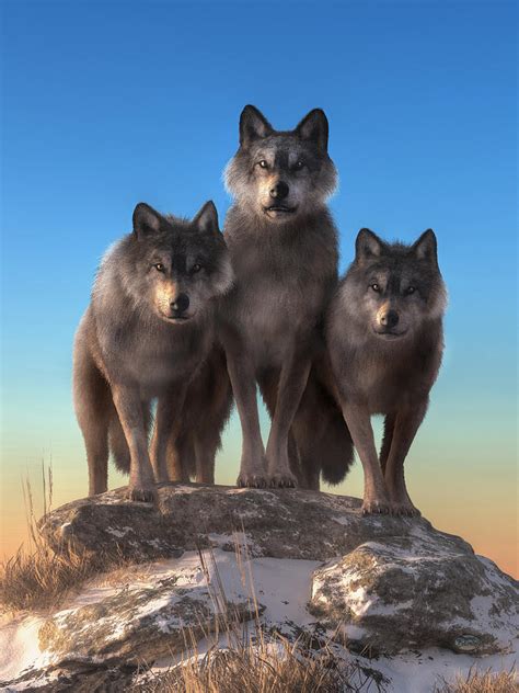 Three Wolves Watching You Digital Art by Daniel Eskridge