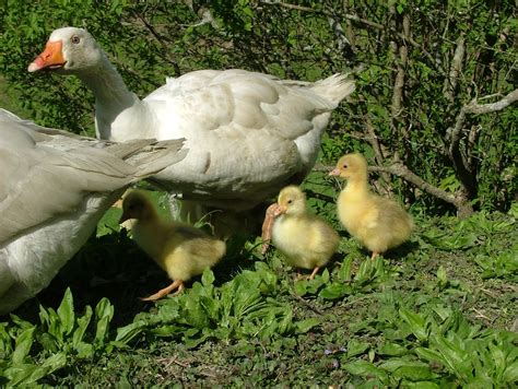 Fat Rooster Farm News: Finding Truths- the Beautiful and the Cruel