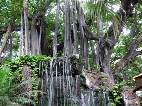 Tree And Waterfall Free Stock Photo - Public Domain Pictures