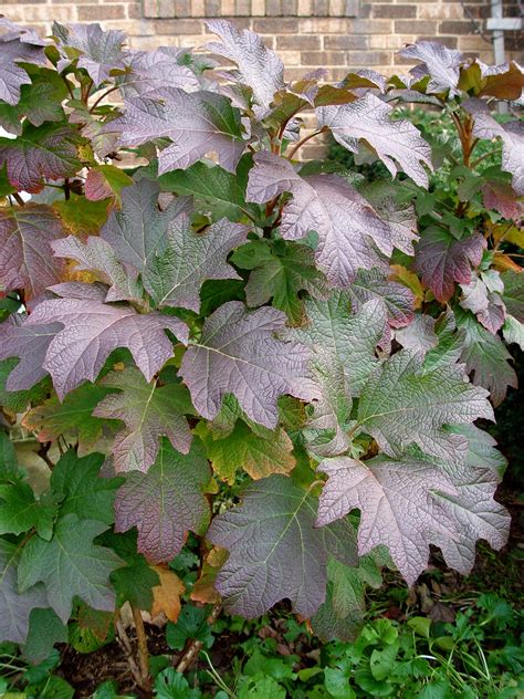 Garden Housecalls - Oakleaf hydrangea Snow Queen