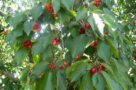 CHERRY PICKING AT KLONDYKE FARM | CapeTown ETC