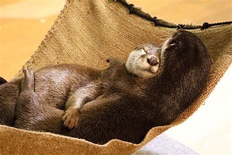 There's Nothing Like a Pair of Otters Cuddling in Their Hammock — The Daily Otter | Otters cute ...