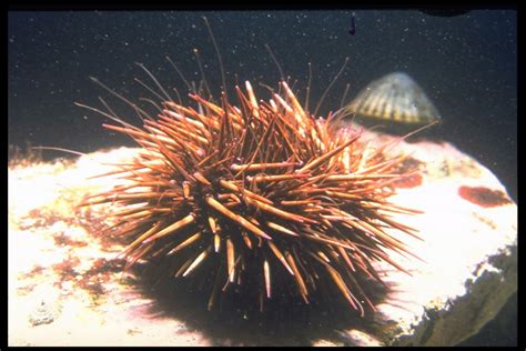 Purple Sea Urchin - The Australian Museum