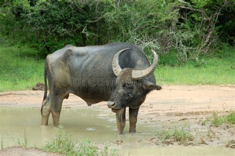 Buffle D'eau Au Stationnement National De Yala, Sri Lanka Photographie stock libre de droits ...