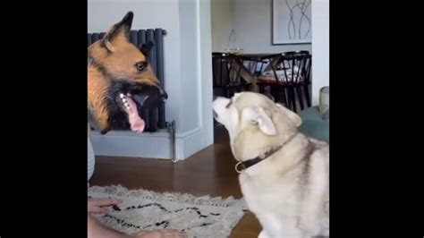 Man pranks doggos with a German Shepherd mask. Watch their hilarious ...