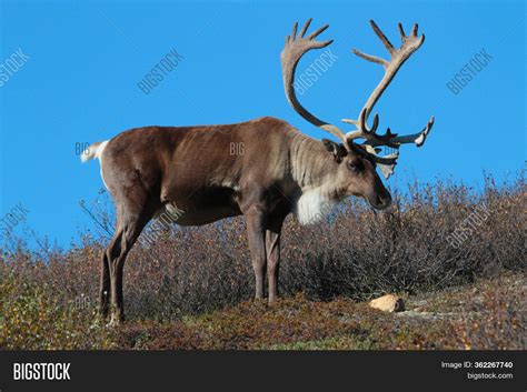 Caribou Antlers On Image & Photo (Free Trial) | Bigstock