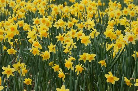 Recent photographs | Isles of scilly, Daffodils, Cornwall