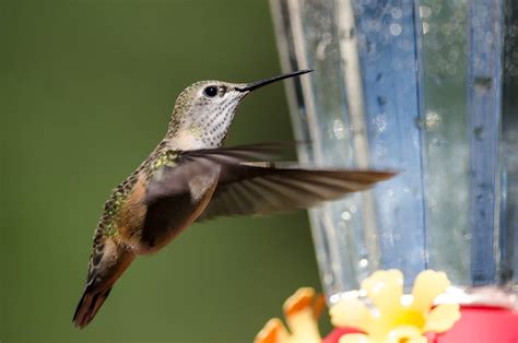 Hummingbirds in Colorado: 12 Species To Look For