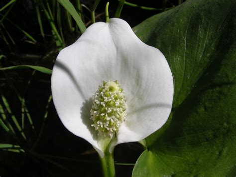 Calla palustris