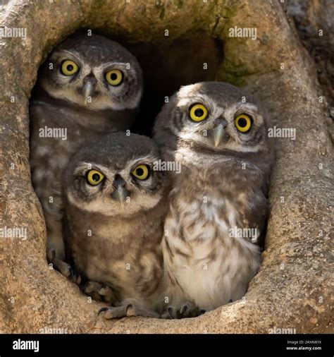 ADORABLE images of a spotted owl family cuddling with each other have ...