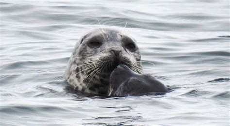 Interannual differences in postrelease movements of rehabilitated harbor seal pups (Phoca ...