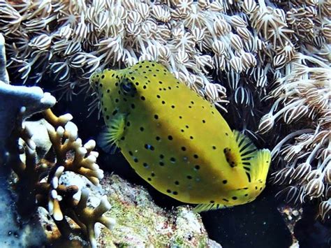 Yellow boxfish - Moalboal Reef Species